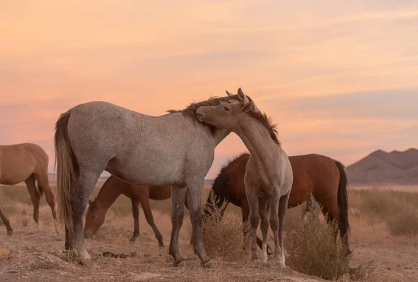 Wild Horses Sunset Utah Desert — Stock Photo, Image