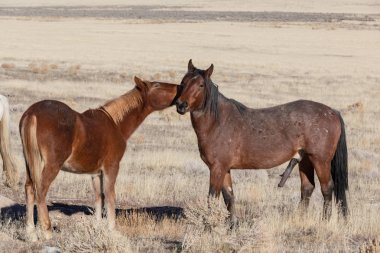 Utah Çölü'nde kışın Vahşi atlar