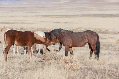 Utah Çölü'nde kışın Vahşi atlar