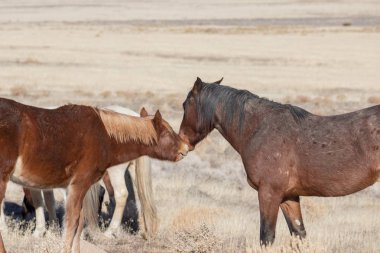 Utah Çölü'nde kışın Vahşi atlar