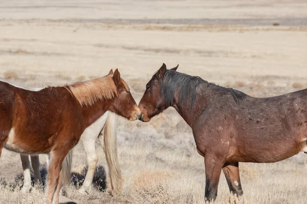 Wilde Paarden Winter Woestijn Van Utah — Stockfoto