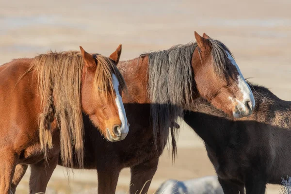 Caballos Salvajes Invierno Desierto Utah — Foto de Stock