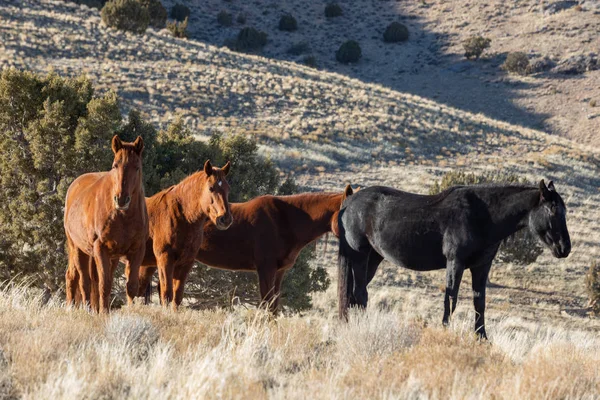 Wild Horses Utah Desert Winter — Stock Photo, Image