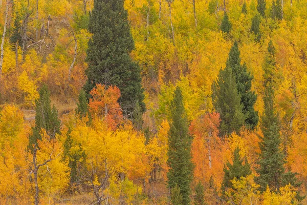 Eine Malerische Herbstlandschaft Den Tetonen Von Wyoming — Stockfoto