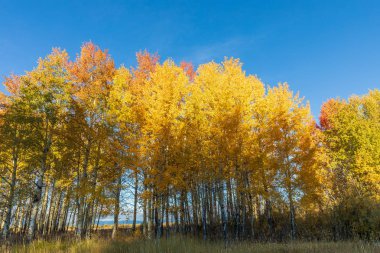 sonbaharda tetons doğal peyzaj