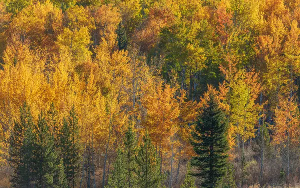 Malebná Krajina Tetons Podzim — Stock fotografie