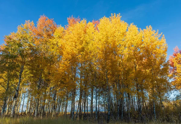 Paesaggio Panoramico Dei Tetoni Autunno — Foto Stock