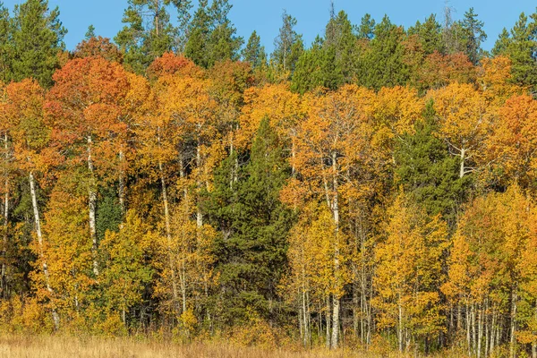 Malebná Krajina Tetons Podzim — Stock fotografie