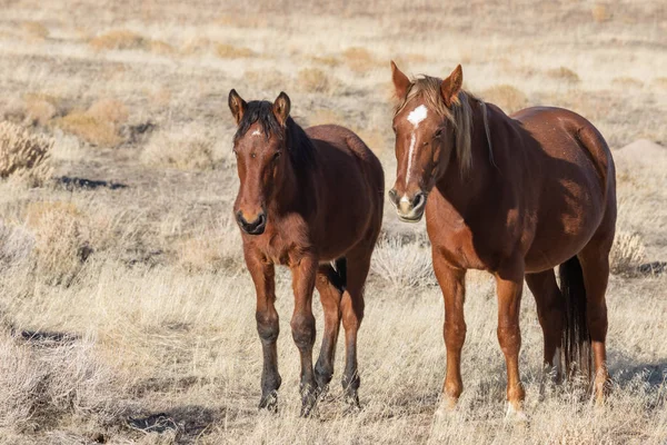 在犹他州沙漠中的野马马和小马在冬天 — 图库照片