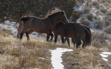 Kışın Utah çölde vahşi atlar
