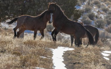 Kışın Utah çölde vahşi atlar