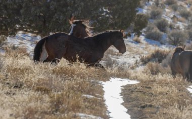 Kışın Utah çölde vahşi atlar