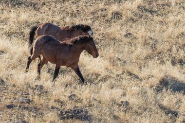 Kışın Utah çölde vahşi atlar