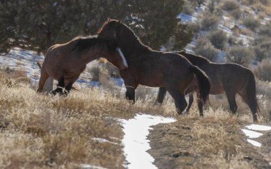 Kışın Utah çölde vahşi atlar