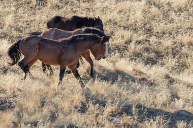 Kışın Utah çölde vahşi atlar