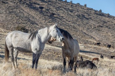 Kışın Utah çölde vahşi atlar