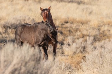 Kışın Utah çölde vahşi atlar