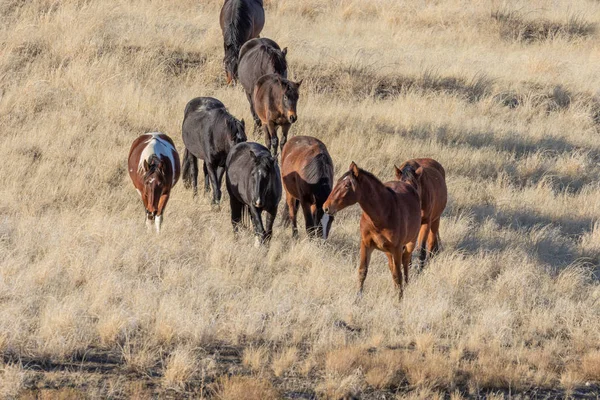 Wilde Paarden Woestijn Van Utah Winter — Stockfoto