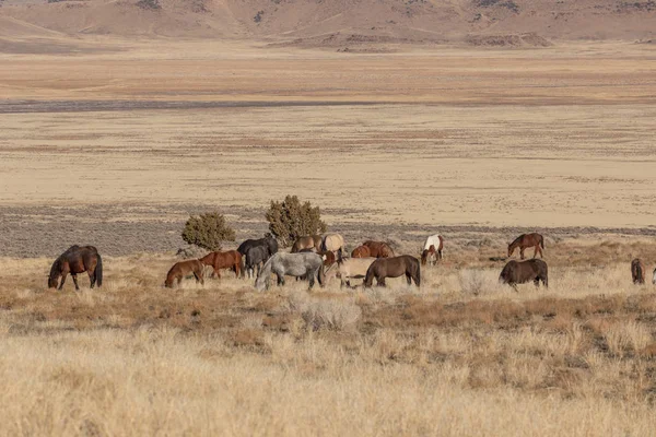 Kışın Utah Çölde Vahşi Atlar — Stok fotoğraf