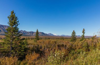Sonbaharda Denali Milli Park Alaska doğal manzara
