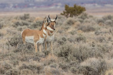 Kışın Utah çölünde güzel Pronghorn antilop