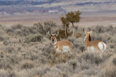 Kışın Utah çölünde güzel Pronghorn antilop