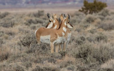 Kışın Utah çölünde güzel Pronghorn antilop