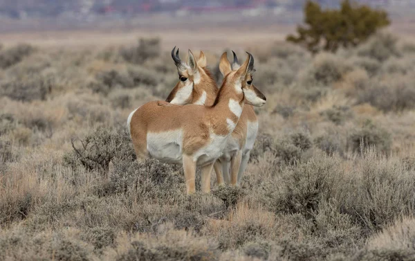 Nádherná Antilopa Utahu Zimě — Stock fotografie