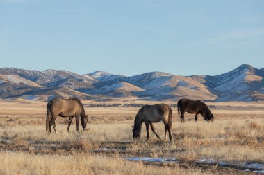 Kışın Utah çölde güzel vahşi atlar