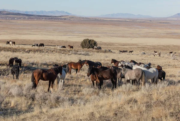 Prachtige Wilde Paarden Woestijn Van Utah Winter — Stockfoto