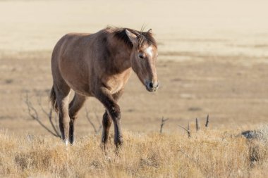 Utah çölünde kışın görkemli bir vahşi at