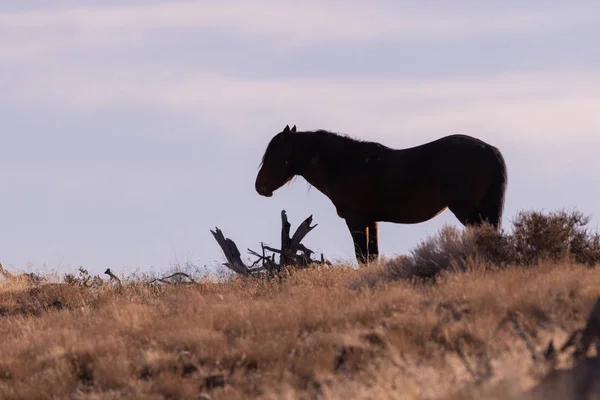 Cheval Sauvage Majestueux Hiver Dans Désert Utah — Photo