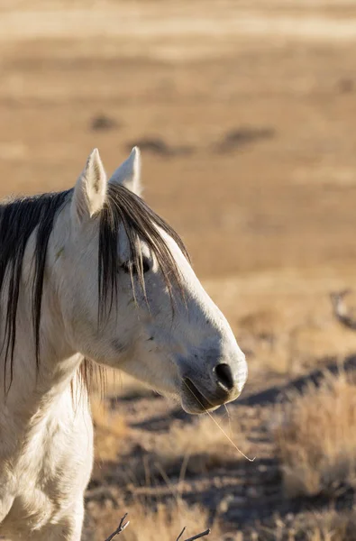 Majestoso Cavalo Selvagem Inverno Deserto Utah — Fotografia de Stock