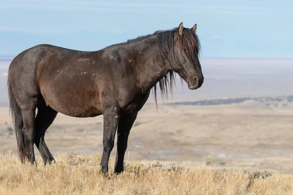 Ein Majestätisches Wildpferd Winter Der Wüste Utah — Stockfoto