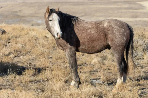 Majestuoso Caballo Salvaje Invierno Desierto Utah — Foto de Stock