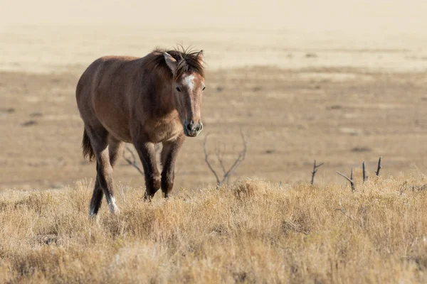 Majestoso Cavalo Selvagem Inverno Deserto Utah — Fotografia de Stock