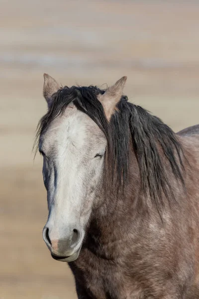 Close Portrait Magnificent Wild Horse Utah Desert — Stock Photo, Image