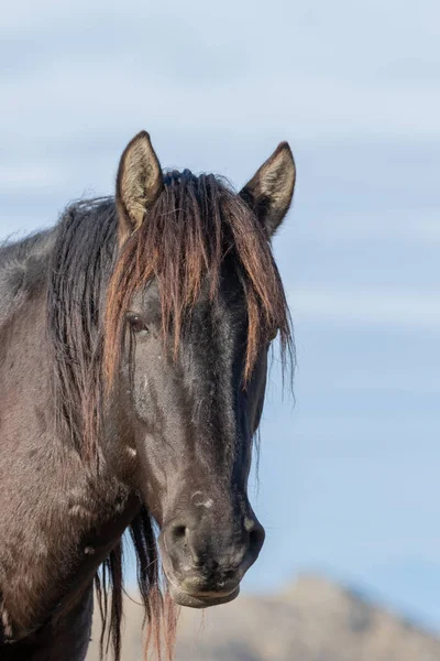Bliska Portret Wspaniałego Dzikiego Konia Pustyni Utah — Zdjęcie stockowe