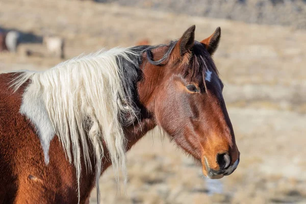 Close Portrait Magnificent Wild Horse Utah Desert — Stock Photo, Image