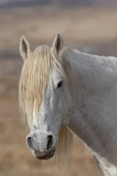 Bliska Portret Wspaniałego Dzikiego Konia Pustyni Utah — Zdjęcie stockowe
