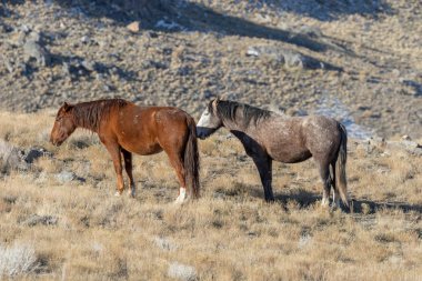 Utah Çölü'nde kışın Vahşi atlar