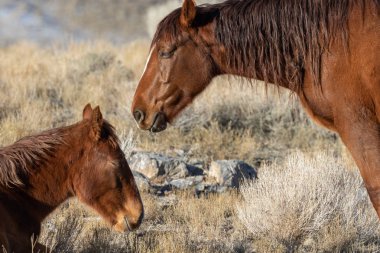 Utah Çölü'nde kışın Vahşi atlar