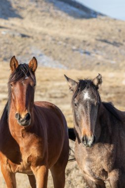 Utah Çölü'nde kışın Vahşi atlar