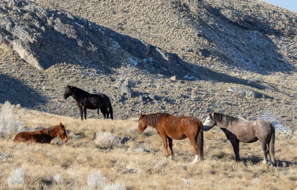 Wild Horses Winter Utah Desert — Stock Photo, Image