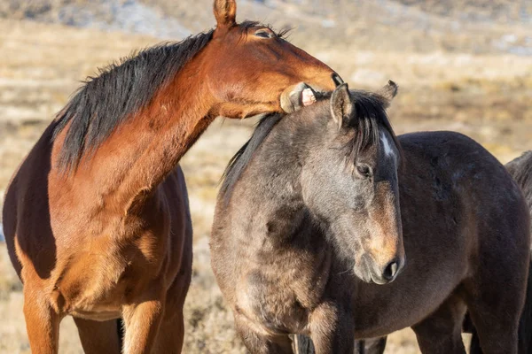 Dzikie Konie Zimie Pustyni Utah — Zdjęcie stockowe