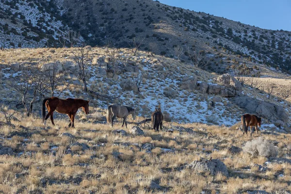 Utah Çölü Nde Kışın Vahşi Atlar — Stok fotoğraf