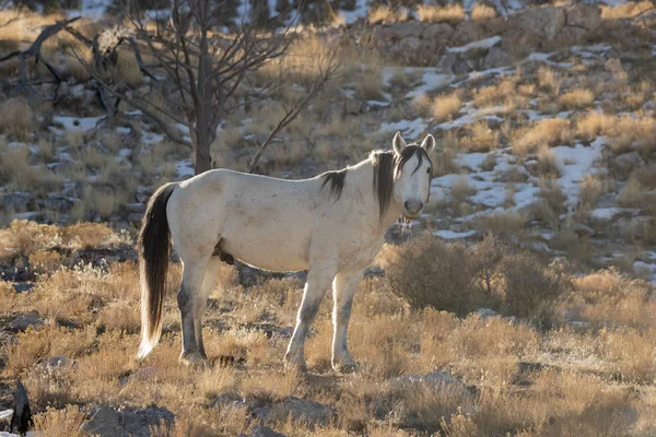 Красивая Дикая Лошадь Пустыне Юта Зимой — стоковое фото