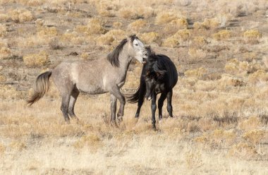 Uta çölünde savaşan bir çift vahşi at.
