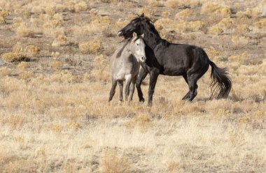 Uta çölünde savaşan bir çift vahşi at.
