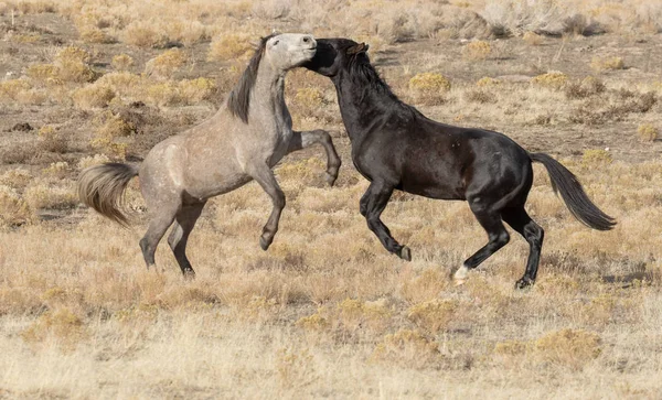 Pair Wild Horse Stallions Fighting Utah Desert — Stock Photo, Image